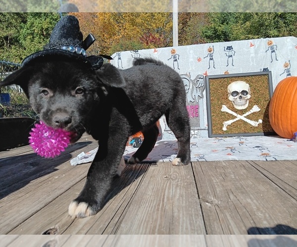 Medium Photo #1  Breeder Profile in CEDAR SPRINGS, MI, USA