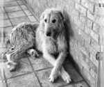 Small #7 Breeder Profile image