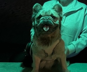 French Bulldog Dog Breeder near CINCINNATI, OH, USA