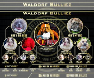 Main photo of American Bully Dog Breeder near WALDORF, MD, USA