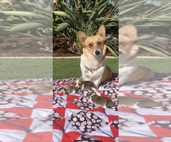 Medium Photo #56  Breeder Profile in MIDLOTHIAN, TX, USA