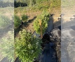 Small #2 Breeder Profile image