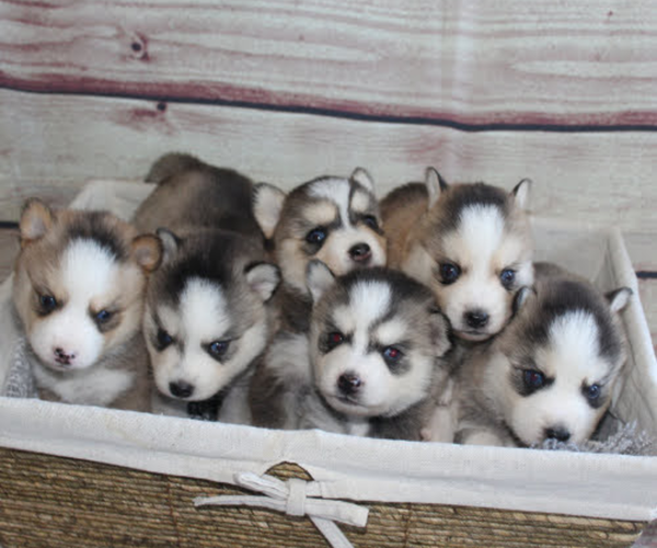 Medium Photo #1  Breeder Profile in CANYON, TX, USA