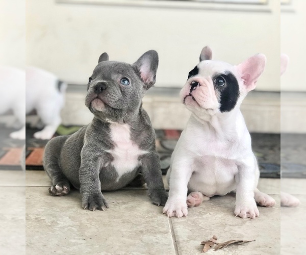 Medium Photo #1  Breeder Profile in KATY, TX, USA