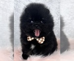 Small #31 Breeder Profile image