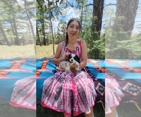 Medium Photo #1  Breeder Profile in GILBERT, AZ, USA