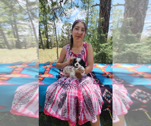 Cavalier King Charles Spaniel Dog Breeder near GILBERT, AZ, USA