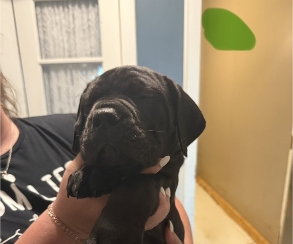 Medium Photo #4  Breeder Profile in HIGHLAND HEIGHTS, OH, USA