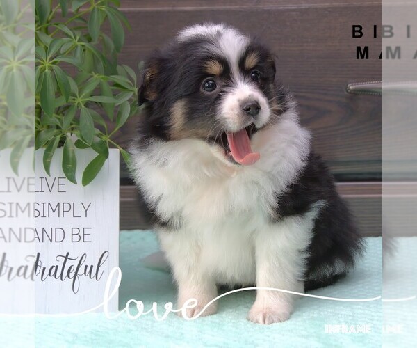 Medium Photo #5  Breeder Profile in CLARE, MI, USA