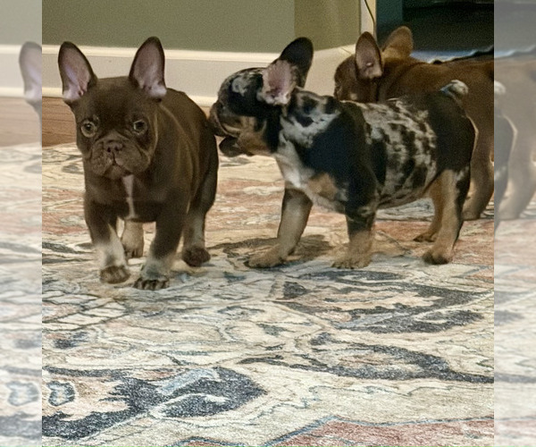 Medium Photo #6  Breeder Profile in LAWRENCEVILLE, GA, USA
