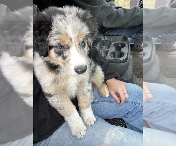 Medium Photo #16  Breeder Profile in BELMONT, VT, USA
