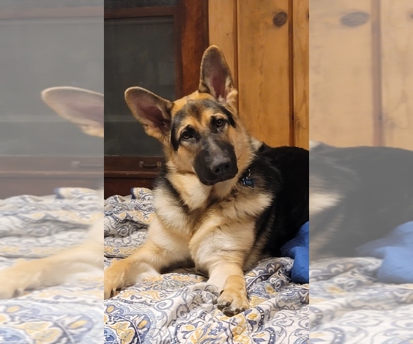 Medium Photo #7  Breeder Profile in GROVERTOWN, IN, USA