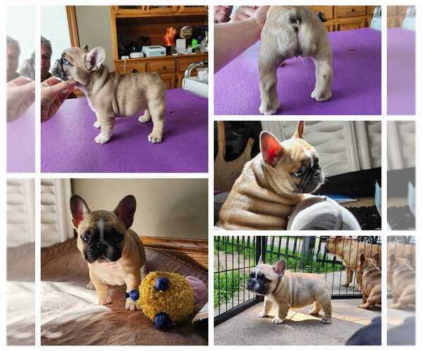 Medium Photo #3  Breeder Profile in NORTH BRANCH, MN, USA