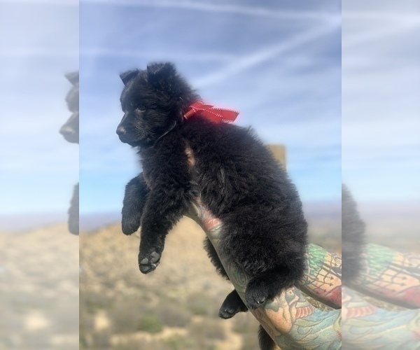Medium Photo #138  Breeder Profile in PINON HILLS, CA, USA
