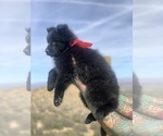 Small #137 Breeder Profile image