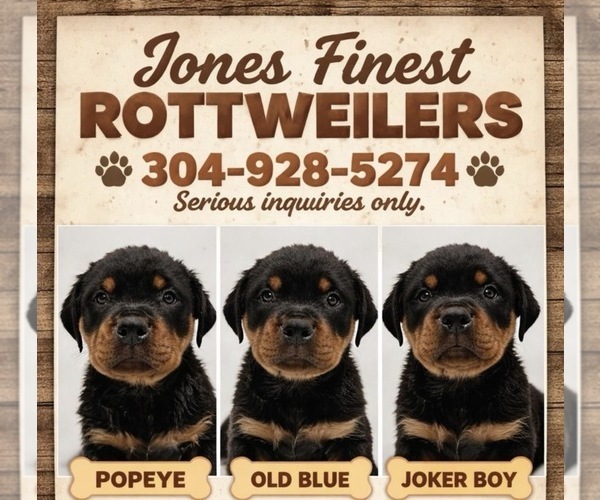 Medium Photo #6  Breeder Profile in GILBERT, WV, USA