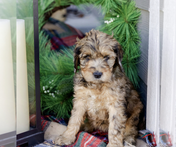 Medium Photo #1  Breeder Profile in CASTLE ROCK, CO, USA