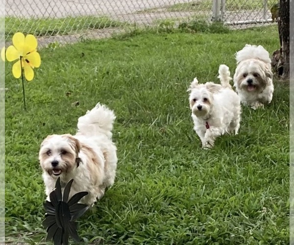 Medium Photo #5  Breeder Profile in PASADENA, MD, USA