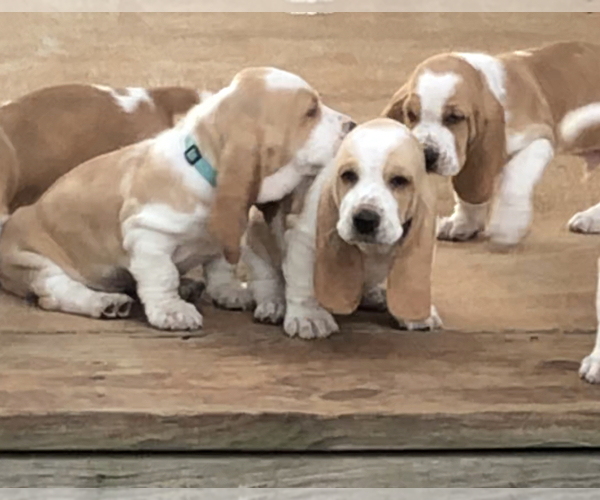 Medium Photo #5  Breeder Profile in COLBERT, GA, USA
