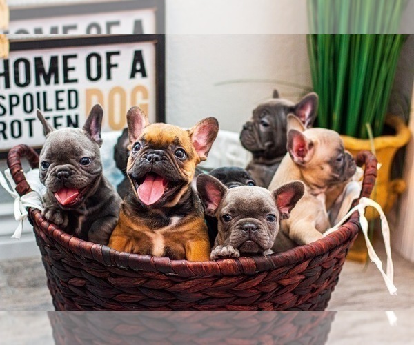 Medium Photo #1  Breeder Profile in SAN DIEGO, CA, USA