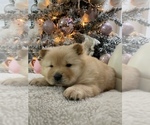 Small breeder photo