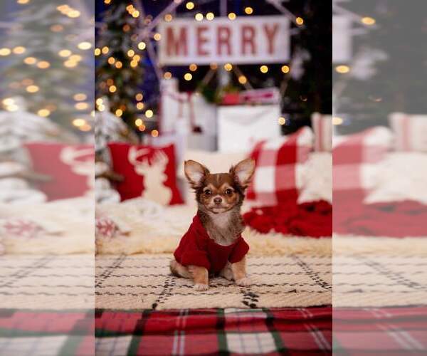 Medium Photo #74  Breeder Profile in HOMERVILLE, GA, USA
