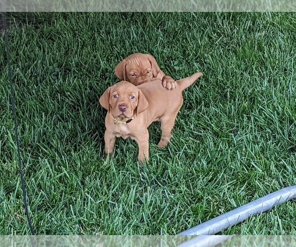 Medium Photo #4  Breeder Profile in LOS GATOS, CA, USA