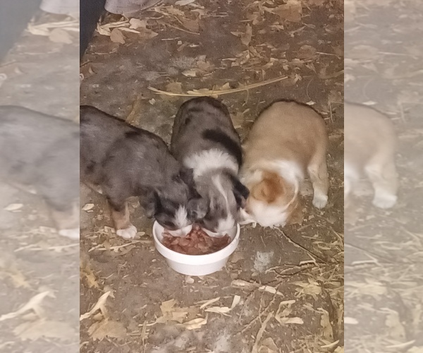 Medium Photo #4  Breeder Profile in OSHKOSH, NE, USA