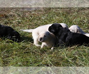 Labrador Retriever-Yorkshire Terrier Mix Dog Breeder near TAMPA, FL, USA