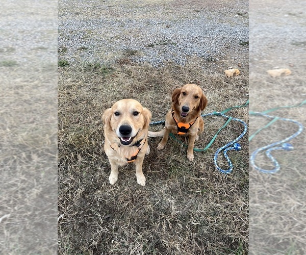 Medium Photo #1  Breeder Profile in LOUDON, TN, USA