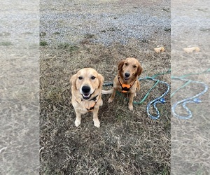 Golden Retriever Dog Breeder near LOUDON, TN, USA