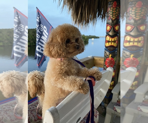 Medium Photo #7  Breeder Profile in SEBASTIAN, FL, USA
