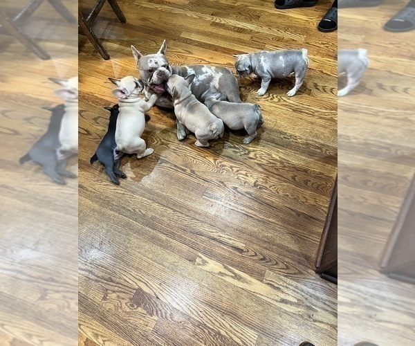 Medium Photo #7  Breeder Profile in MCDONOUGH, GA, USA