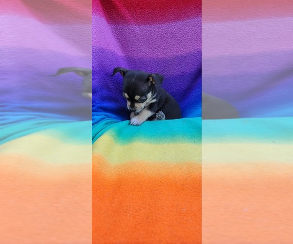 Medium Photo #1  Breeder Profile in NORTH CHARLESTON, SC, USA