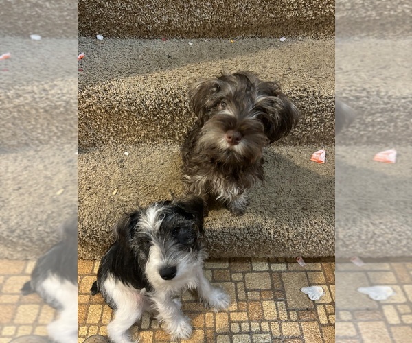 Medium Photo #8  Breeder Profile in SAINT MARYS, KS, USA