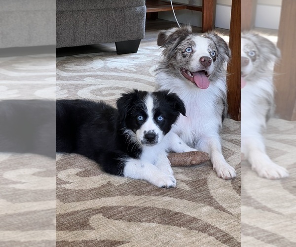 Medium Photo #8  Breeder Profile in CONNELLYS SPRINGS, NC, USA