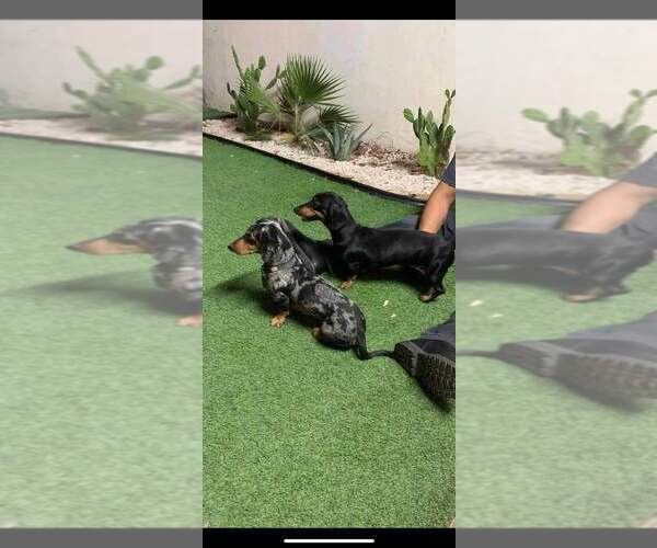 Medium Photo #1  Breeder Profile in BUCKEYE, AZ, USA