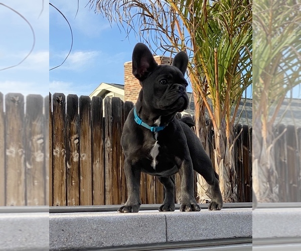 Medium Photo #1  Breeder Profile in ARVADA, CO, USA