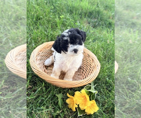 Medium Photo #2  Breeder Profile in WEST SALEM, OH, USA