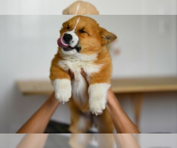 Medium Photo #1  Breeder Profile in LOS ANGELES, CA, USA