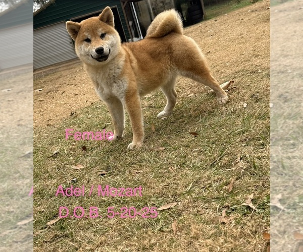 Medium Photo #19  Breeder Profile in THOMASTON, GA, USA