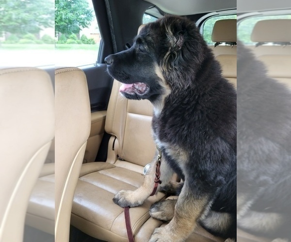 Medium Photo #61  Breeder Profile in TWINING, MI, USA