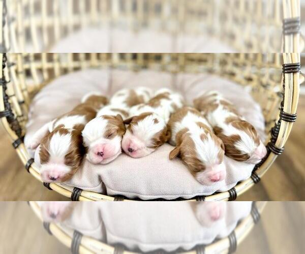 Medium Photo #6  Breeder Profile in JACKSON, OH, USA