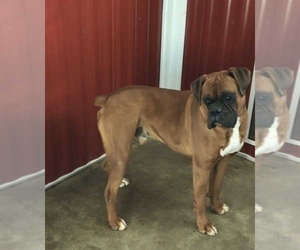 Medium Photo #2  Breeder Profile in APPLE CREEK, OH, USA