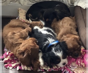 Cavalier King Charles Spaniel Dog Breeder near MIDLOTHIAN, VA, USA