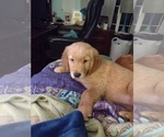 Small breeder photo