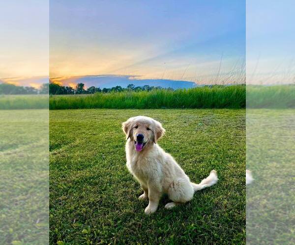 Medium Photo #17  Breeder Profile in URBANA, OH, USA