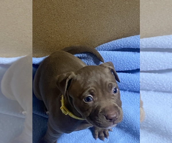 Medium Photo #11  Breeder Profile in CHARLOTTE, NC, USA