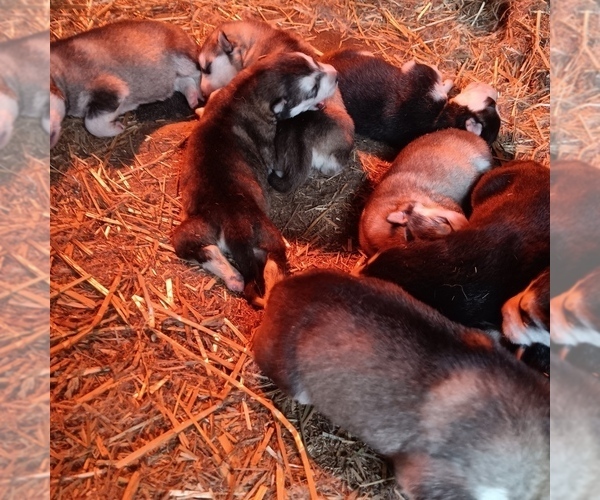 Medium Photo #10  Breeder Profile in SMYRNA, NY, USA