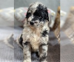 Small #22 Breeder Profile image